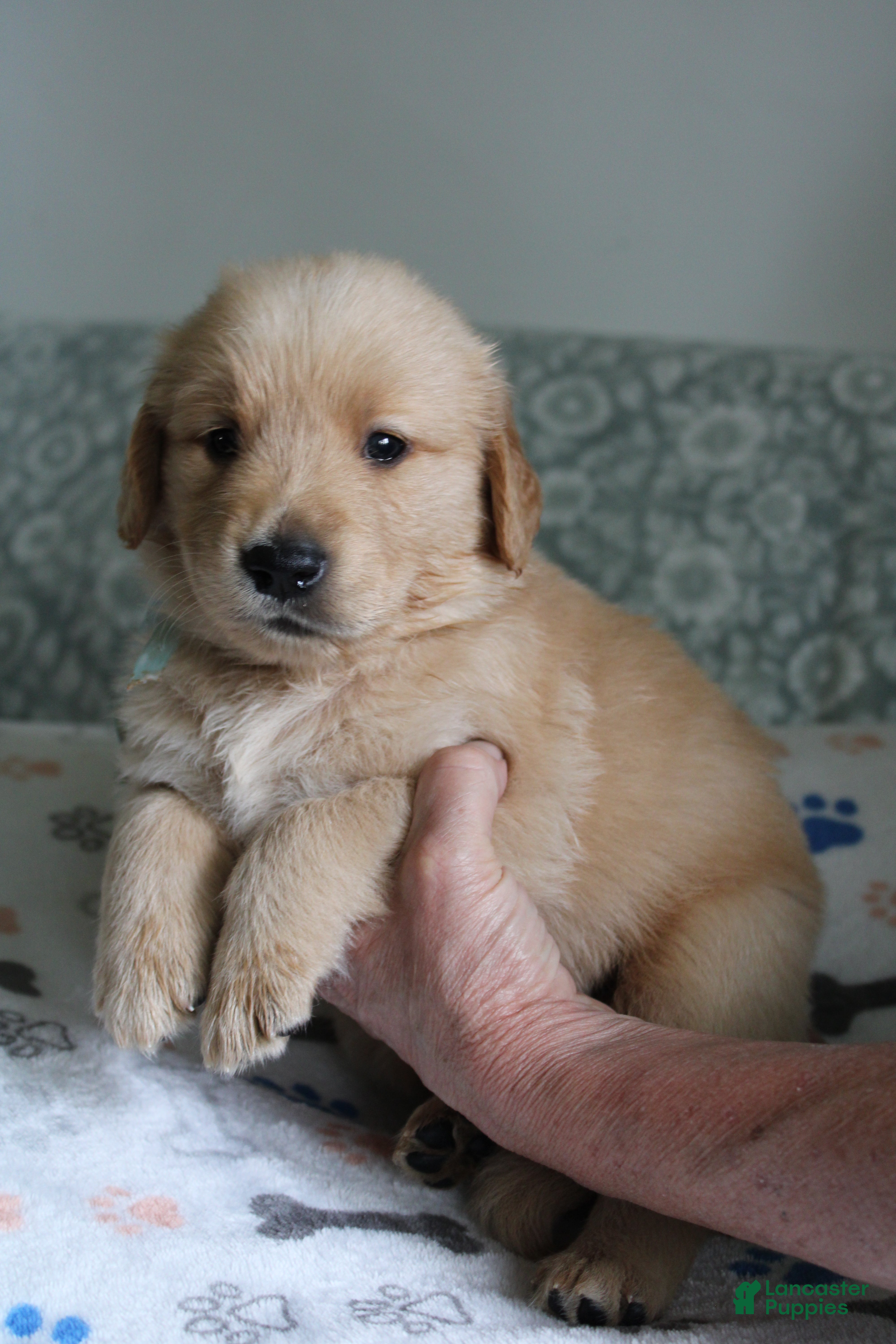 Golden Retriever dogs Golden Retriever Puppy 2 - Ad 1