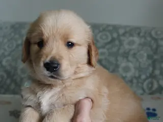 Golden Retriever dogs Golden Retriever Puppy 2 - Ad 1
