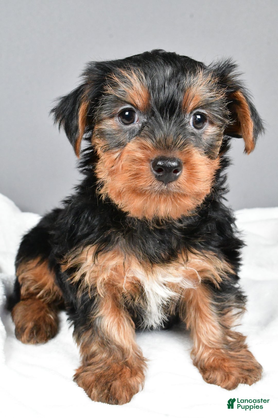 Yorkshire Terrier dogs for sale: Marcey - Ad 7
