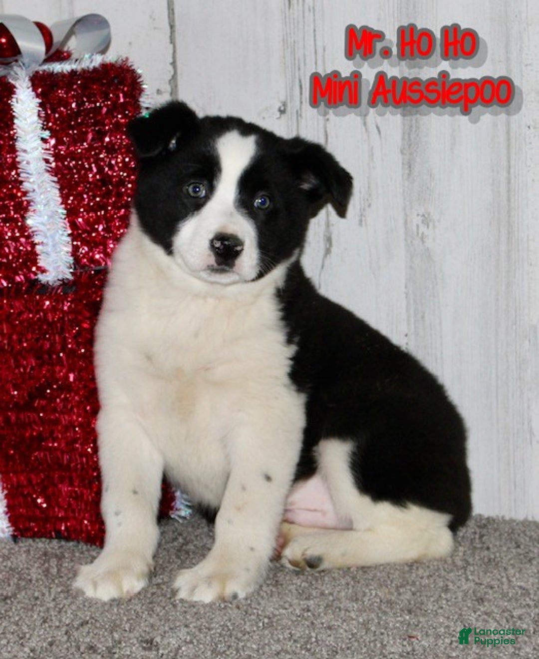 Mini Aussiedoodle dogs for sale: Mr. Ho Ho - Ad 1