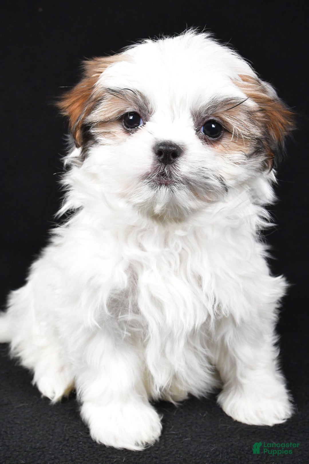 Malshi dogs for sale: Kathy - Ad 6