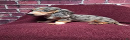 Miniature Dachshund dogs for sale: Chloe - Ad 6