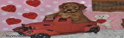 Miniature Golden Retriever dogs for sale: Snoopy - Ad 4