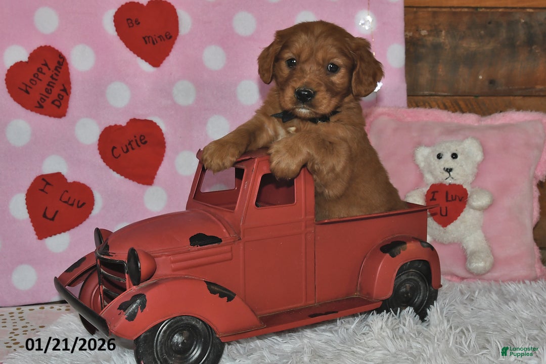 Miniature Golden Retriever dogs for sale: Snoopy - Ad 4