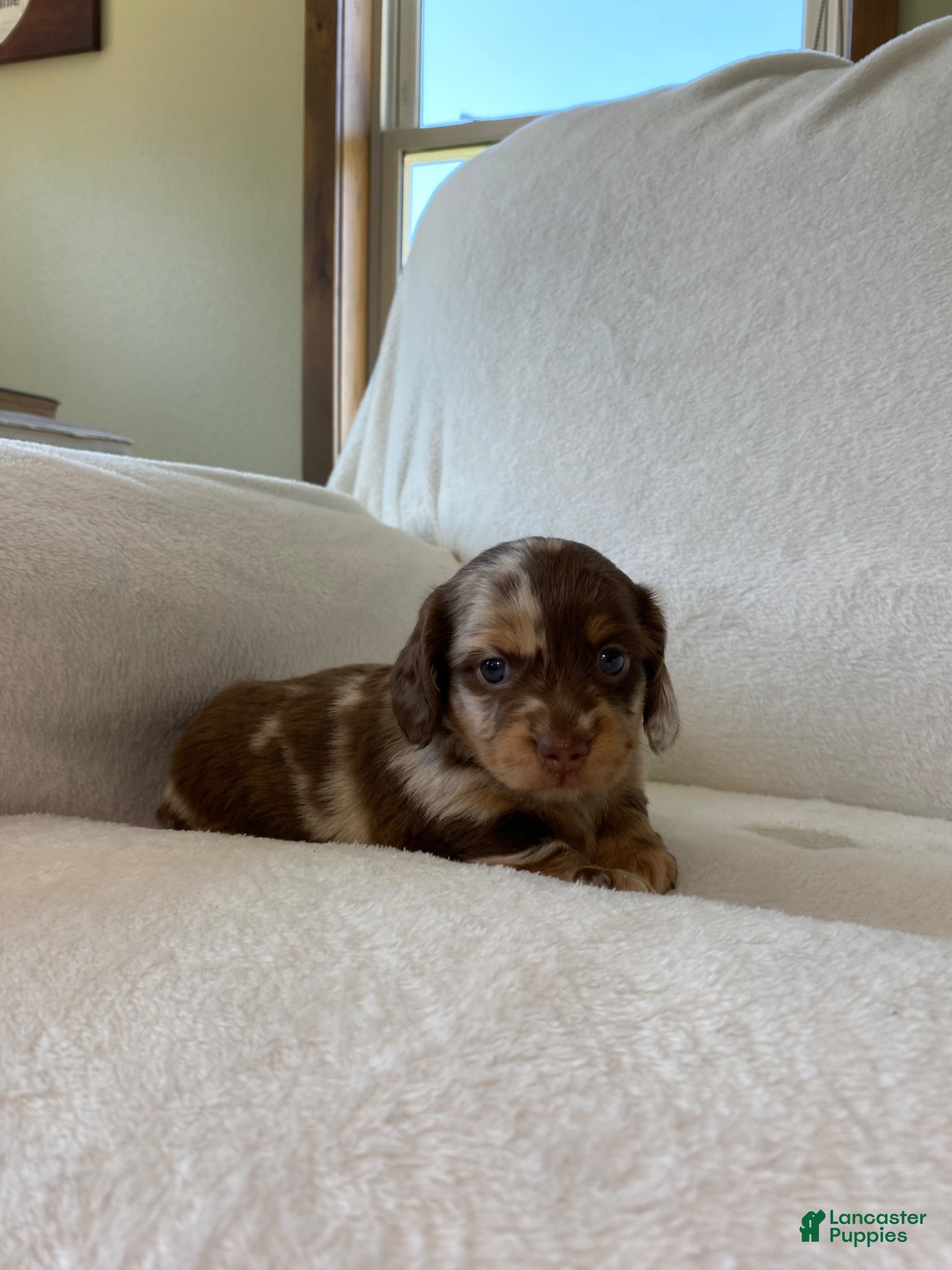 Miniature Dachshund dogs Miniature Dachshund Puppy 1 - Ad 2