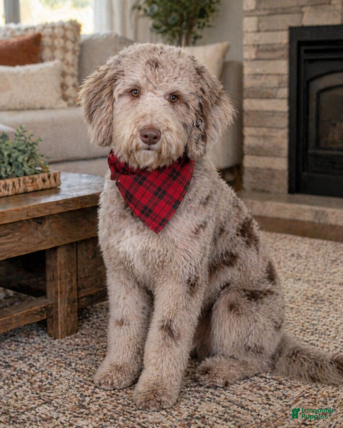 Mixed Breed dogs Blaze-Yellow Collar - Ad 2