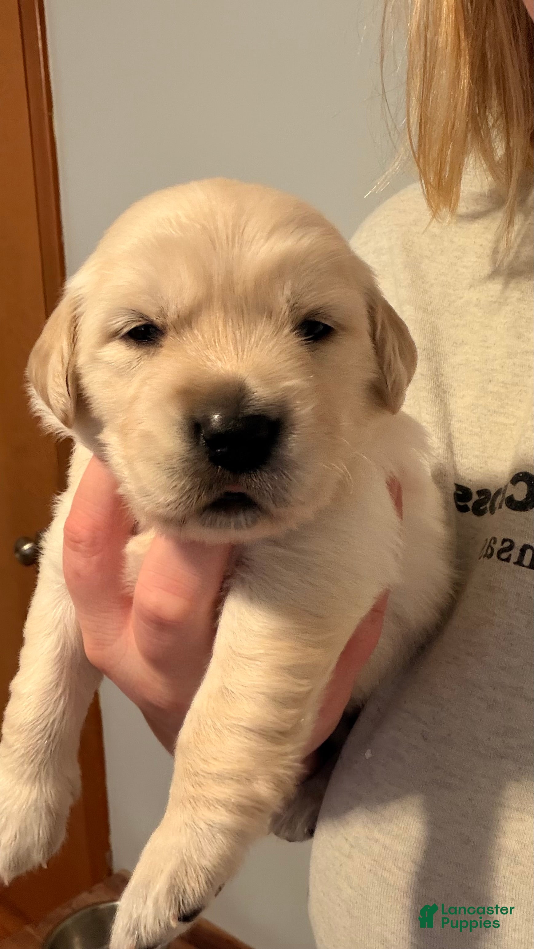 Golden Retriever dogs Light pink  - Ad 1