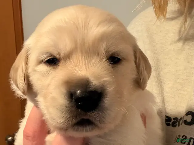 Golden Retriever dogs Light pink - Ad 2