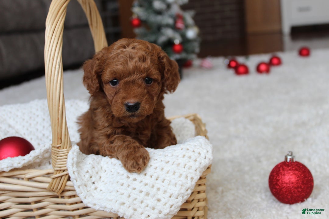 Cavapoochon dogs for sale: Molly - Ad 1