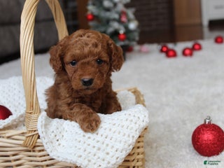 Cavapoochon dogs Molly - Ad 4