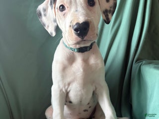 Mixed Breed dogs Clarabelle - Ad 17