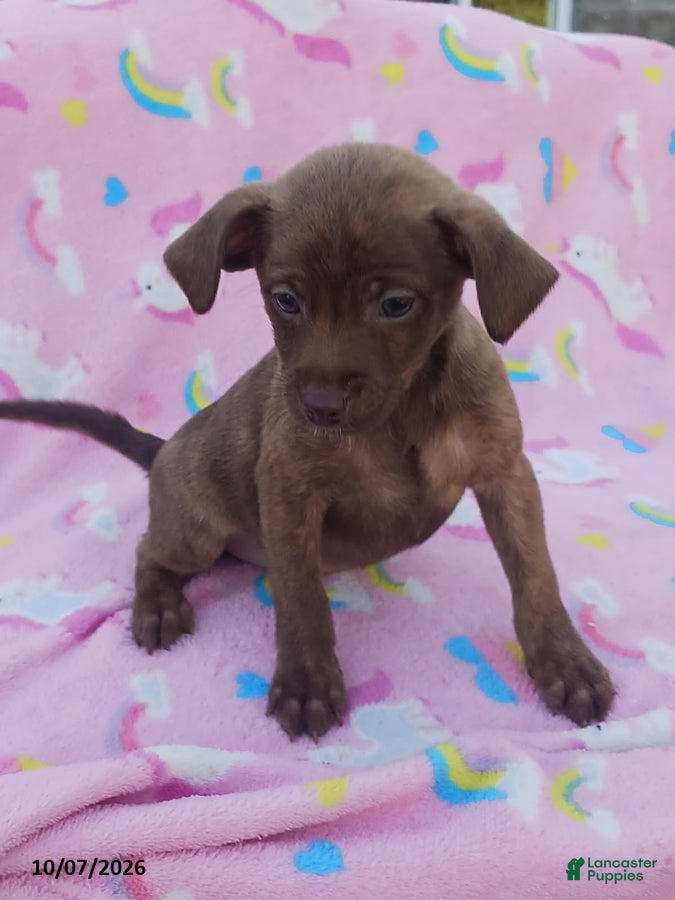 Mixed Breed dogs Prancer - Ad 1
