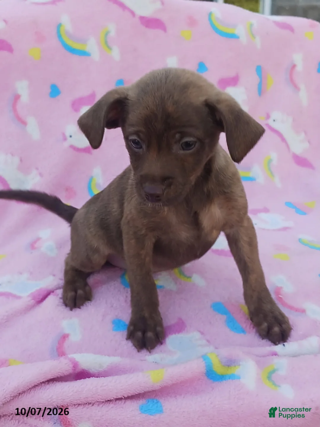 Mixed Breed dogs for sale: Prancer - Ad 1