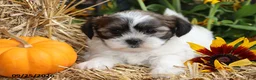Shih Tzu dogs for sale: Pumpkin - Ad 4