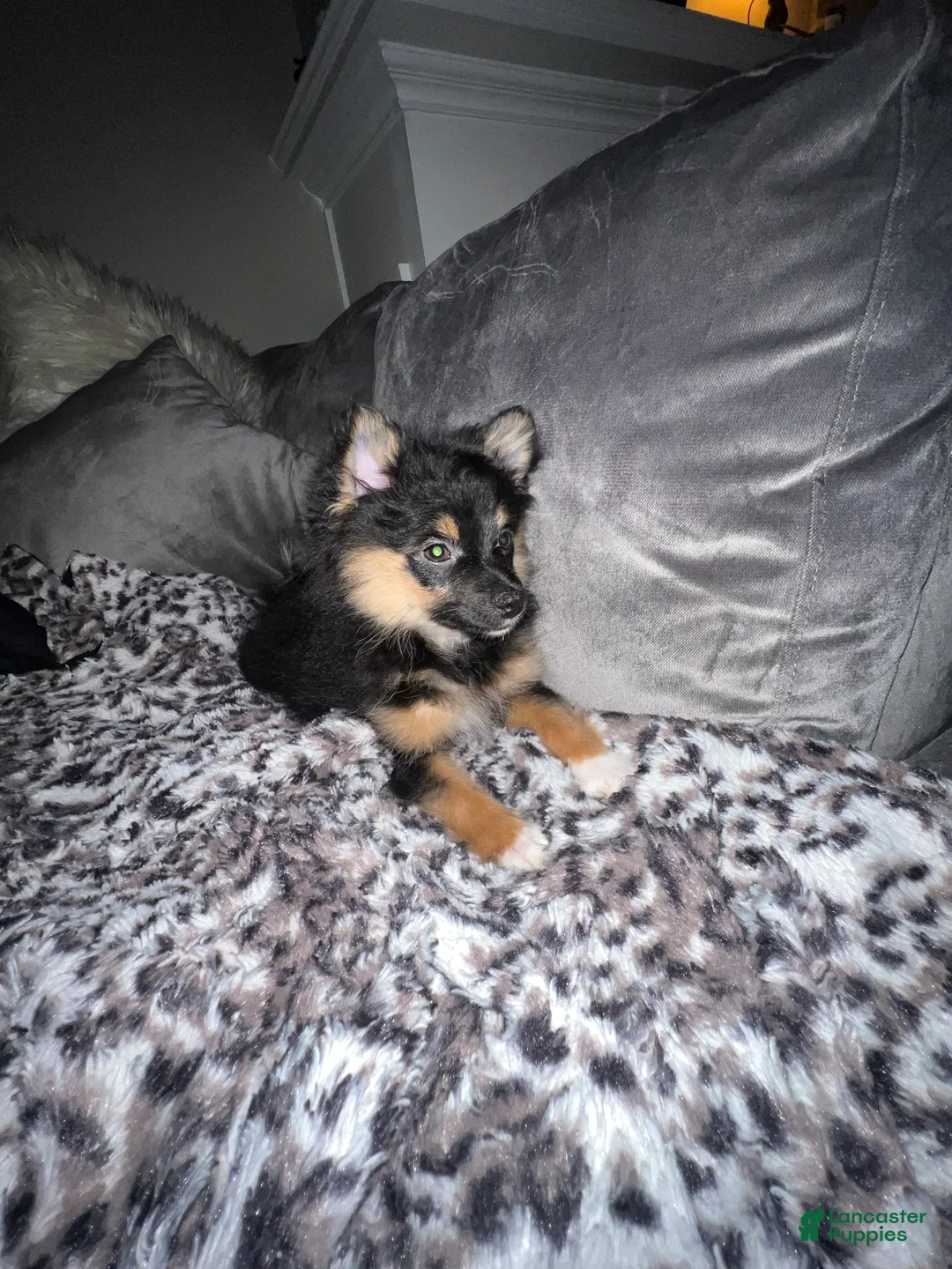 Pomeranian dogs for sale: Boots - Ad 2