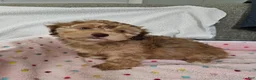 Havapoo dogs for sale: Jordie - Ad 13