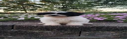 Teddy Bear dogs for sale: Dakota - Ad 5