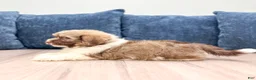 Havanese dogs for sale: Ezra - Ad 5