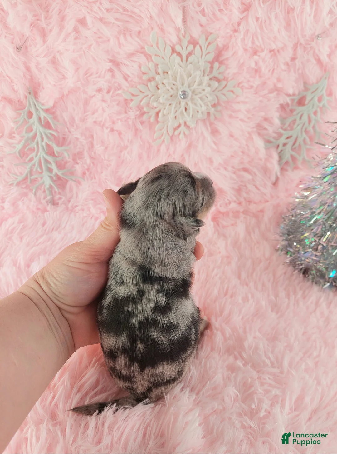 Chihuahua dogs for sale:  Priscilla - Ad 10