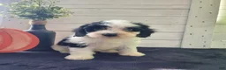 Cavapoo dogs for sale: Rosie - Ad 5