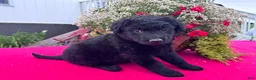 Mixed Breed dogs for sale: Lily - Ad 2