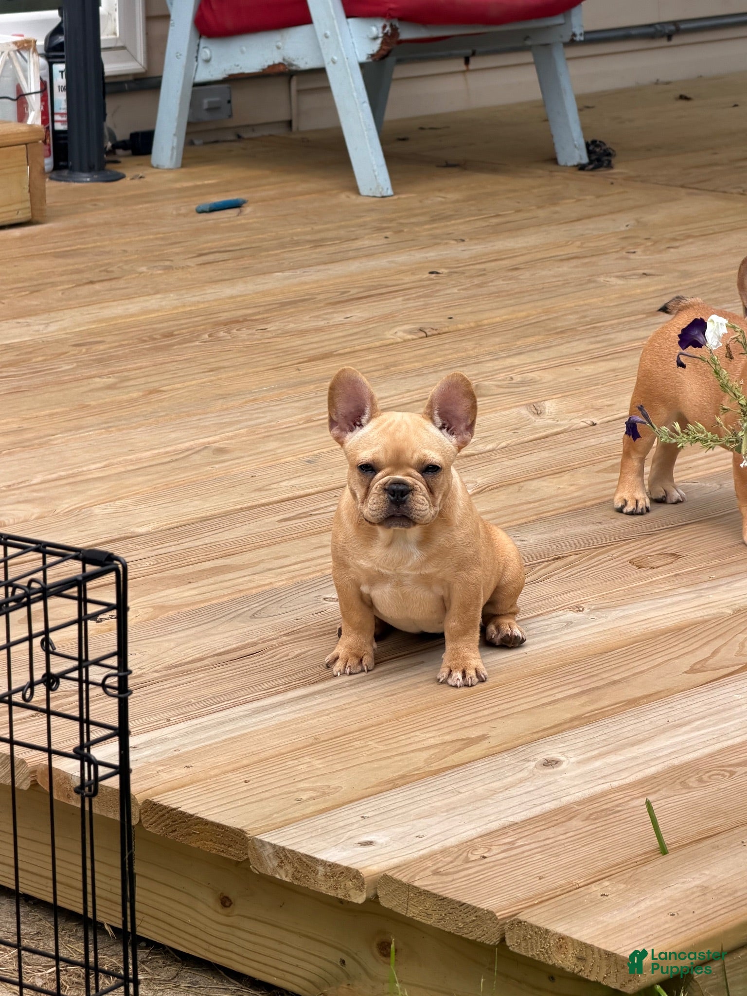 French Bulldog dogs CALI - Ad 2