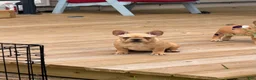 French Bulldog dogs for sale: CALI - Ad 2