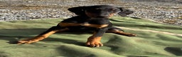Doberman Pinscher dogs for sale: Daisy - Ad 1