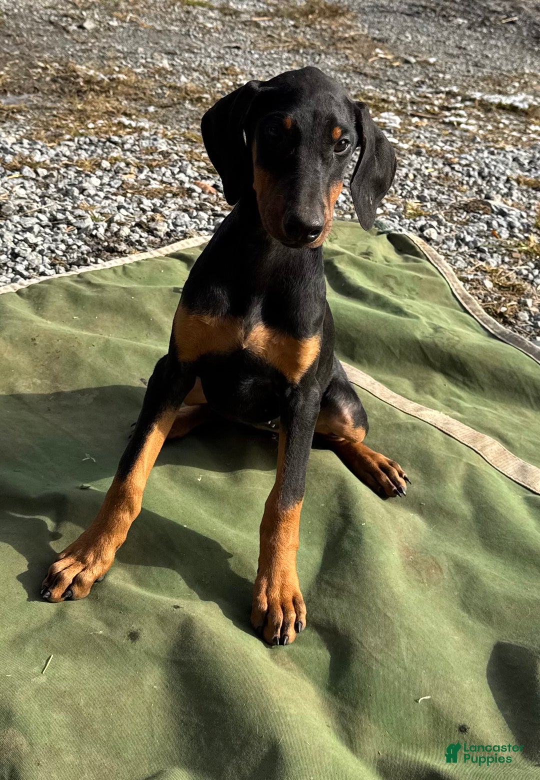 Doberman Pinscher dogs for sale: Daisy - Ad 1