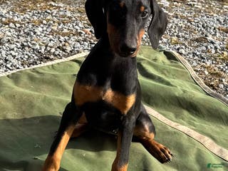 Doberman Pinscher dogs Daisy - Ad 38