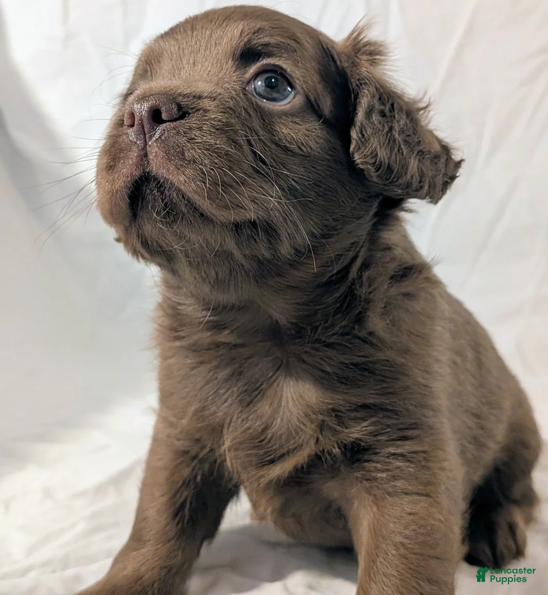 Mixed Breed dogs for sale: Rocky - Ad 1