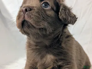 Mixed Breed dogs for sale: Rocky - Ad 4