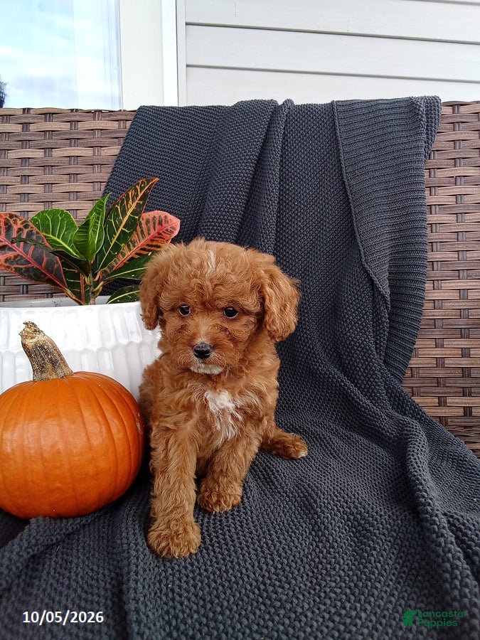 Mixed Breed dogs Olive - Ad 2