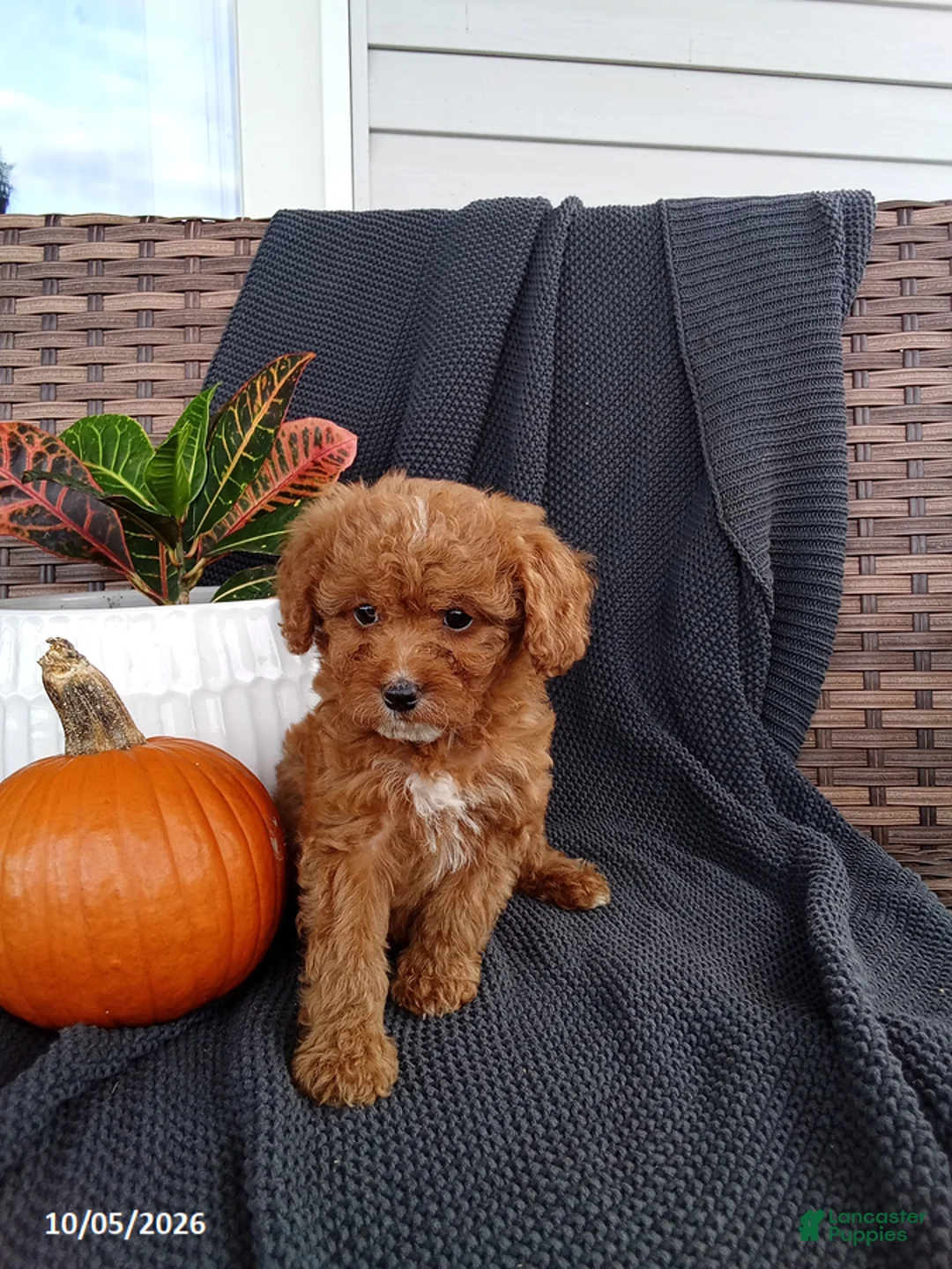 Mixed Breed dogs for sale: Olive - Ad 2