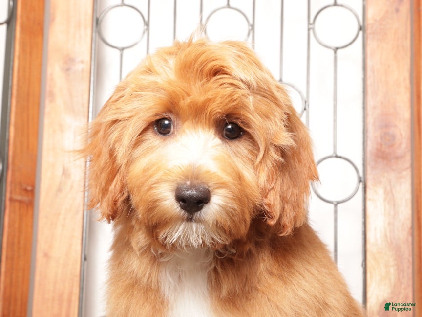 Cavapoo dogs Moris - Ad 2