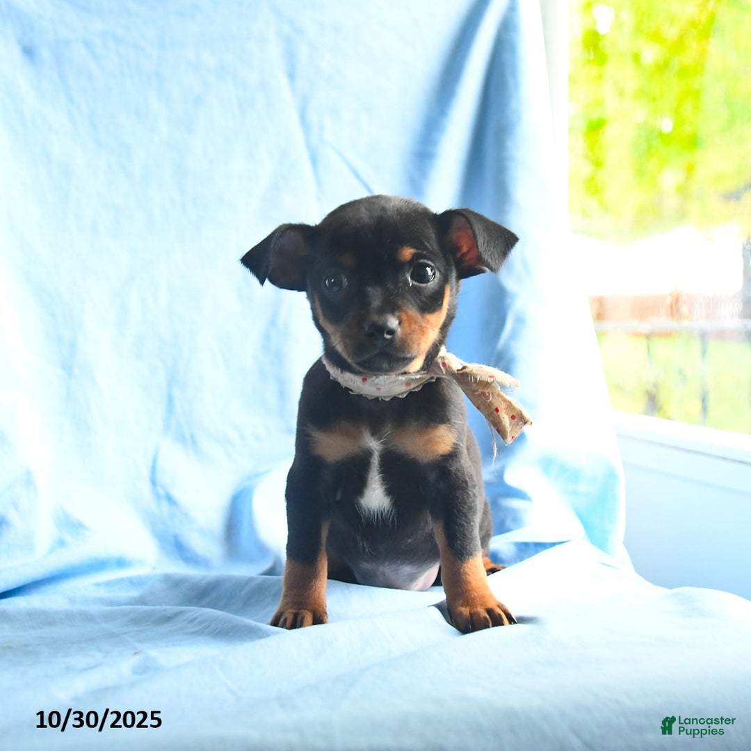 Mixed Breed dogs for sale: Georgia - Ad 2