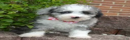 Miniature Poodle dogs for sale: Mini Paisley - Ad 9