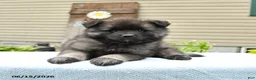 Keeshond dogs for sale: Scout - Ad 5