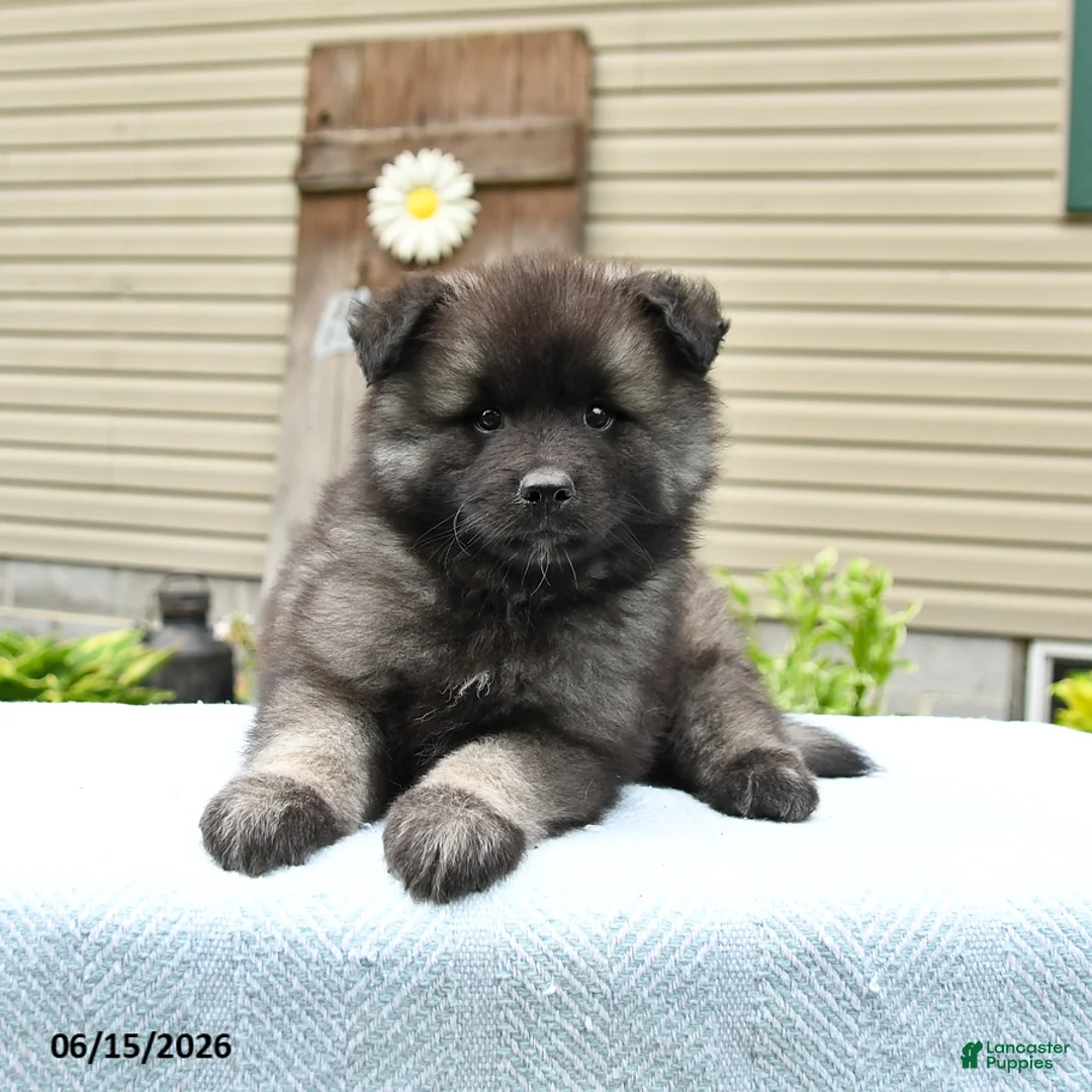 Keeshond dogs for sale: Scout - Ad 5