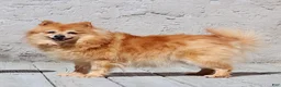 Pomeranian dogs for sale: Archie - Ad 4