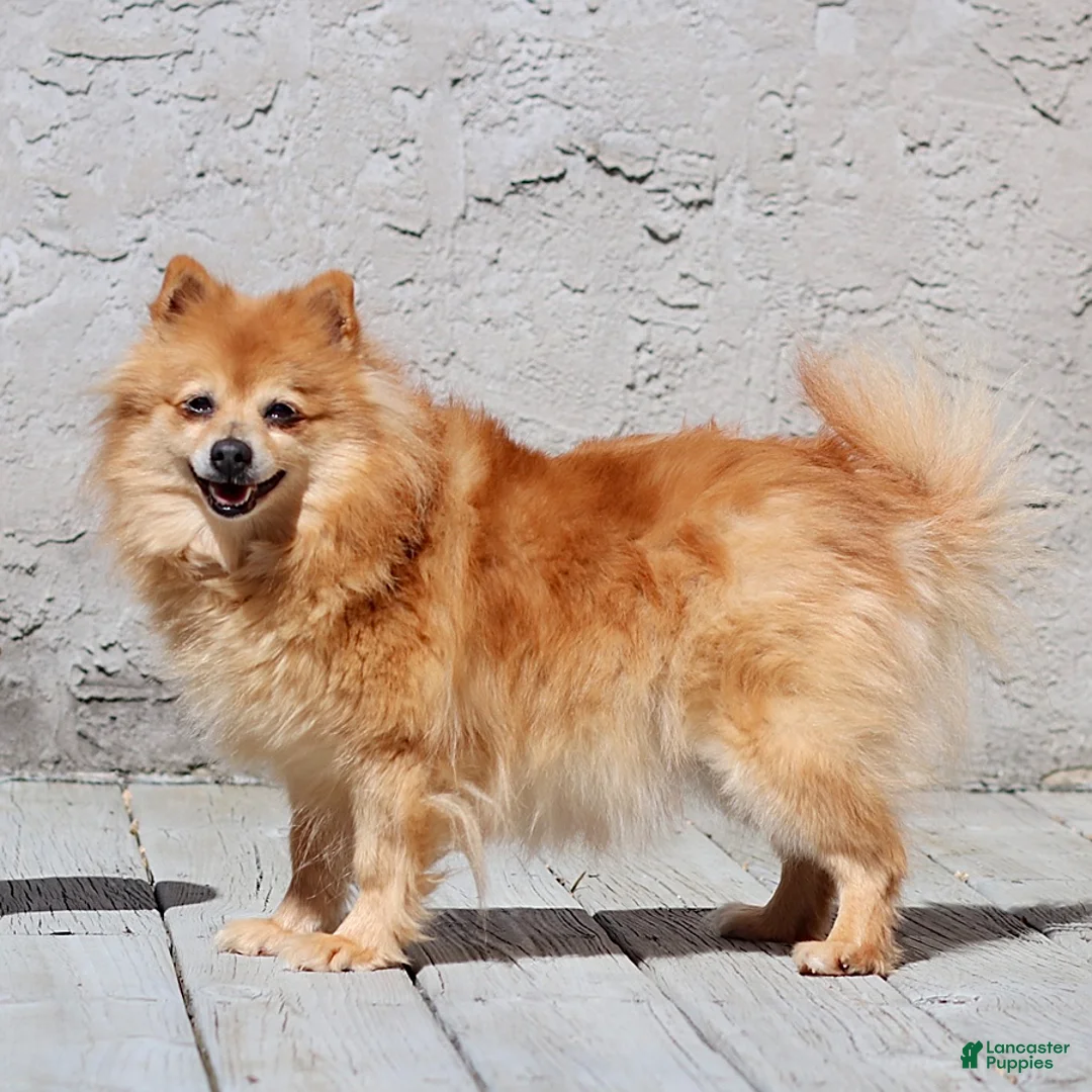 Pomeranian dogs for sale: Archie - Ad 4
