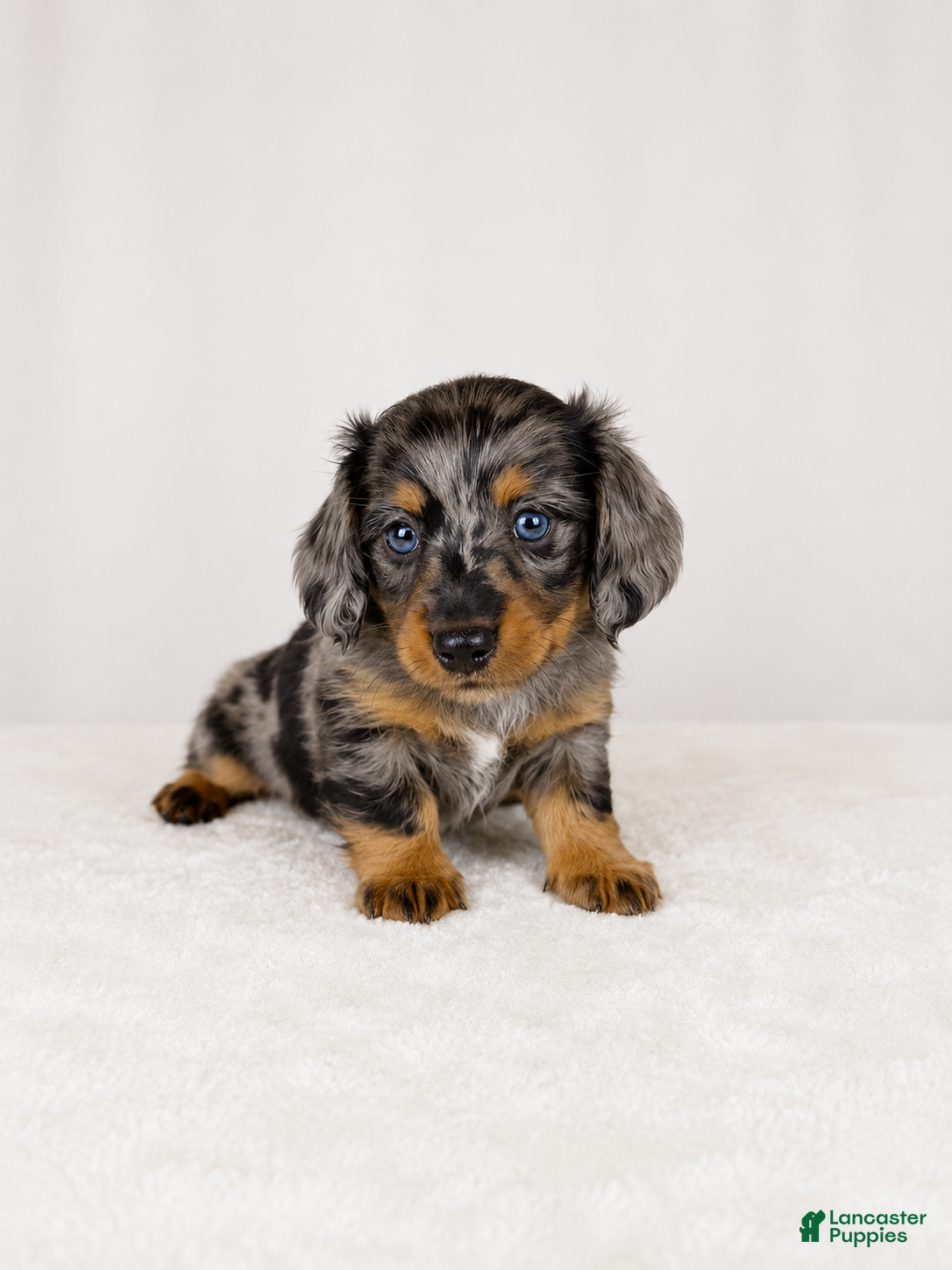 Miniature Dachshund dogs Gia - Ad 1
