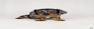 Gia