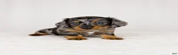 Miniature Dachshund dogs for sale: Gia - Ad 1
