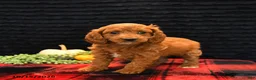 Cavapoo dogs for sale: Oscar - Ad 5