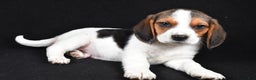 Beagle dogs for sale: Ace - Ad 2