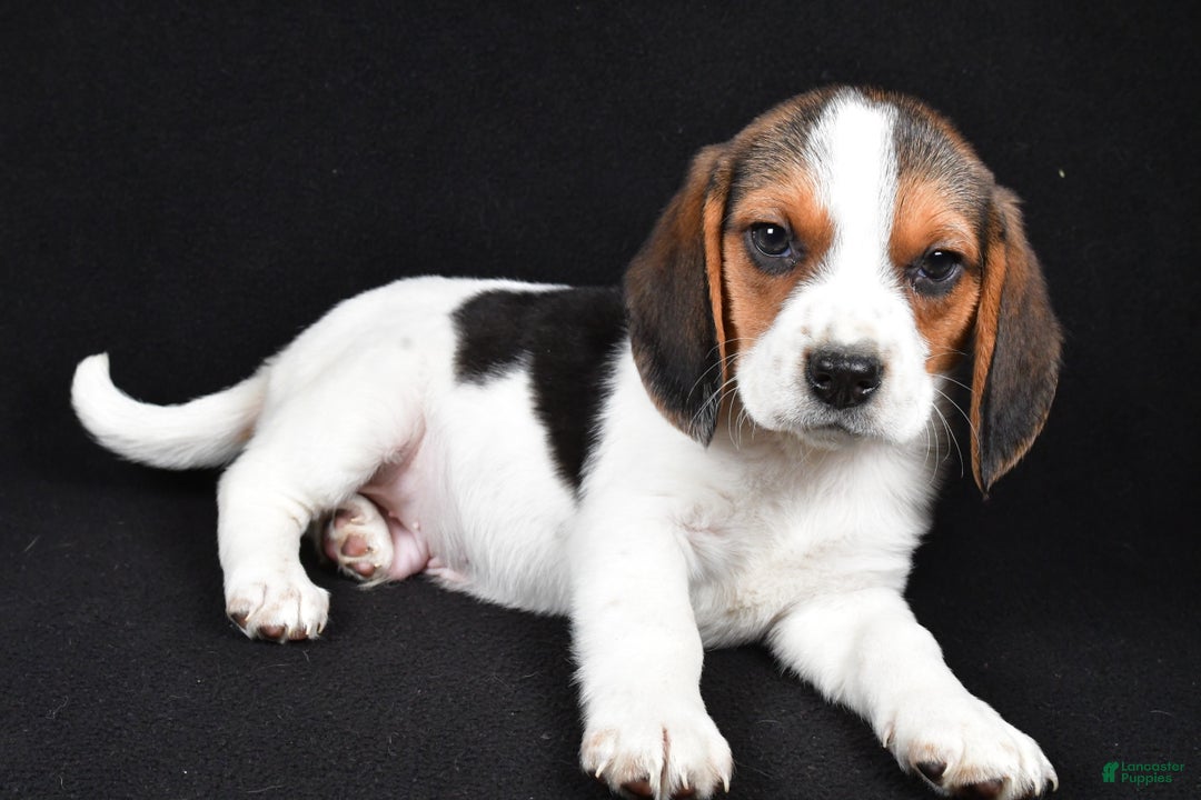 Beagle dogs for sale: Ace - Ad 2