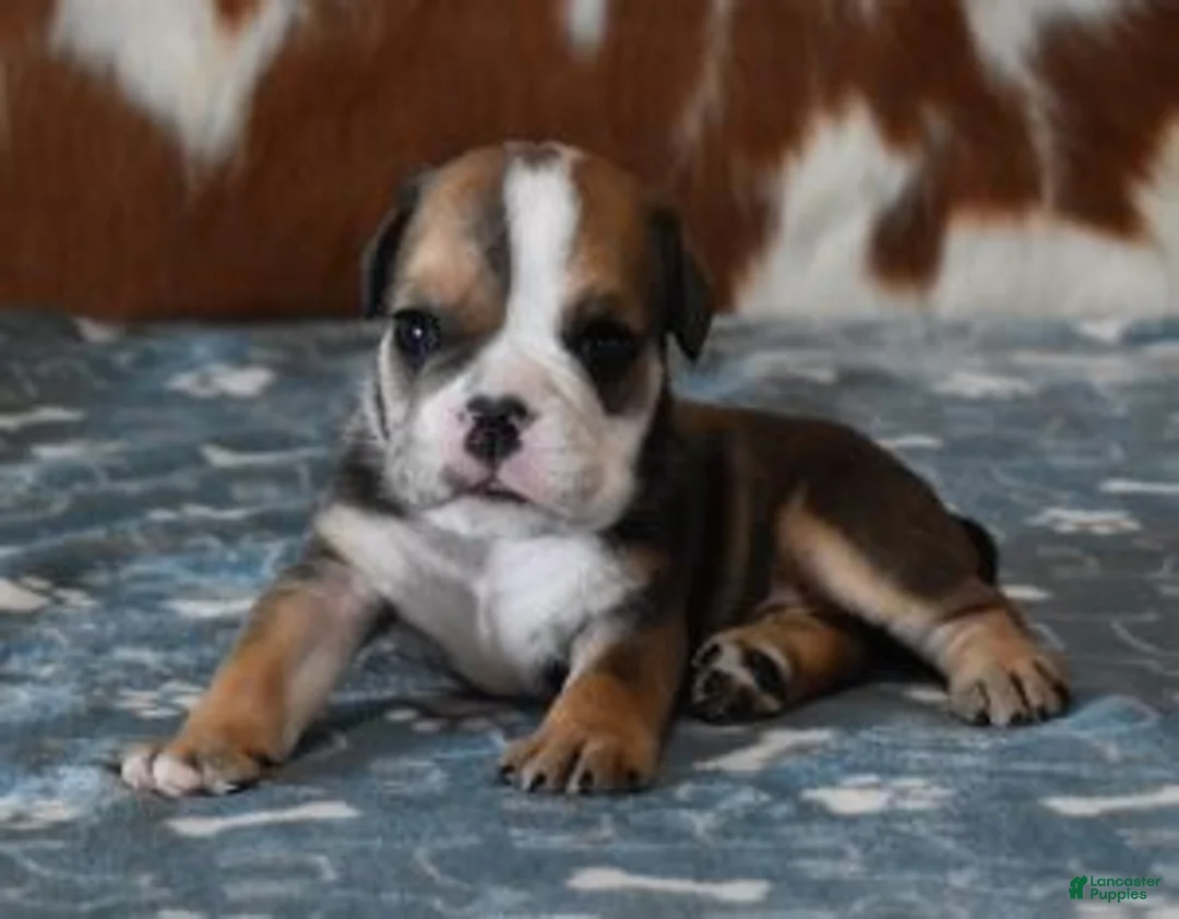 English Bulldog dogs for sale: LANCE - Ad 2
