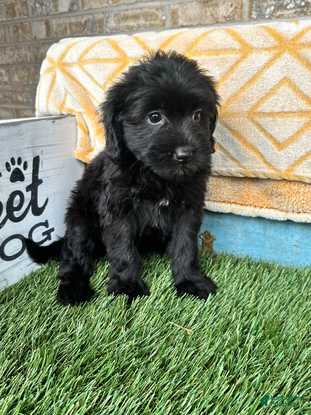 Mixed Breed dogs for sale: Nina - Ad 2