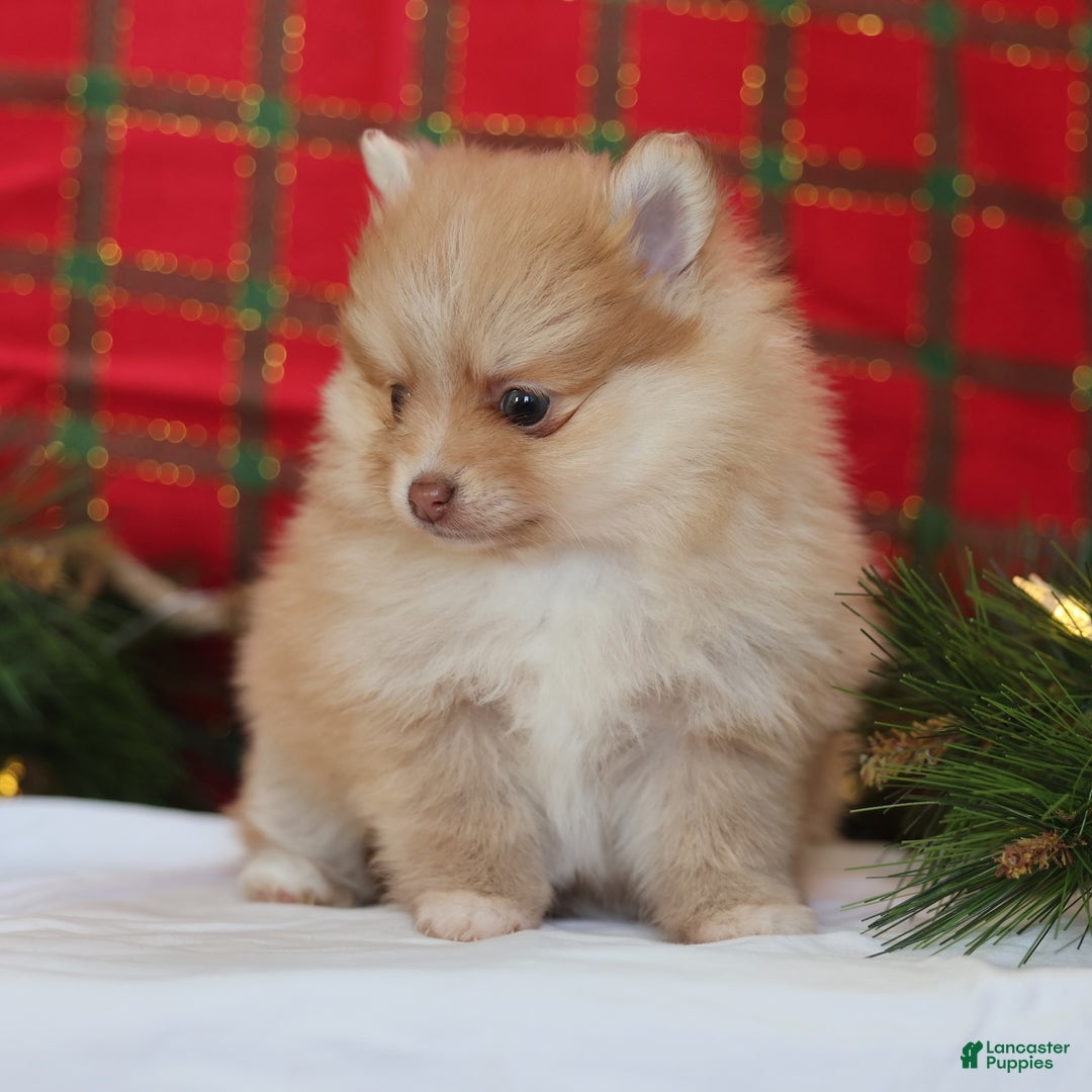 Mixed Breed dogs for sale: Biscuit  - Ad 2